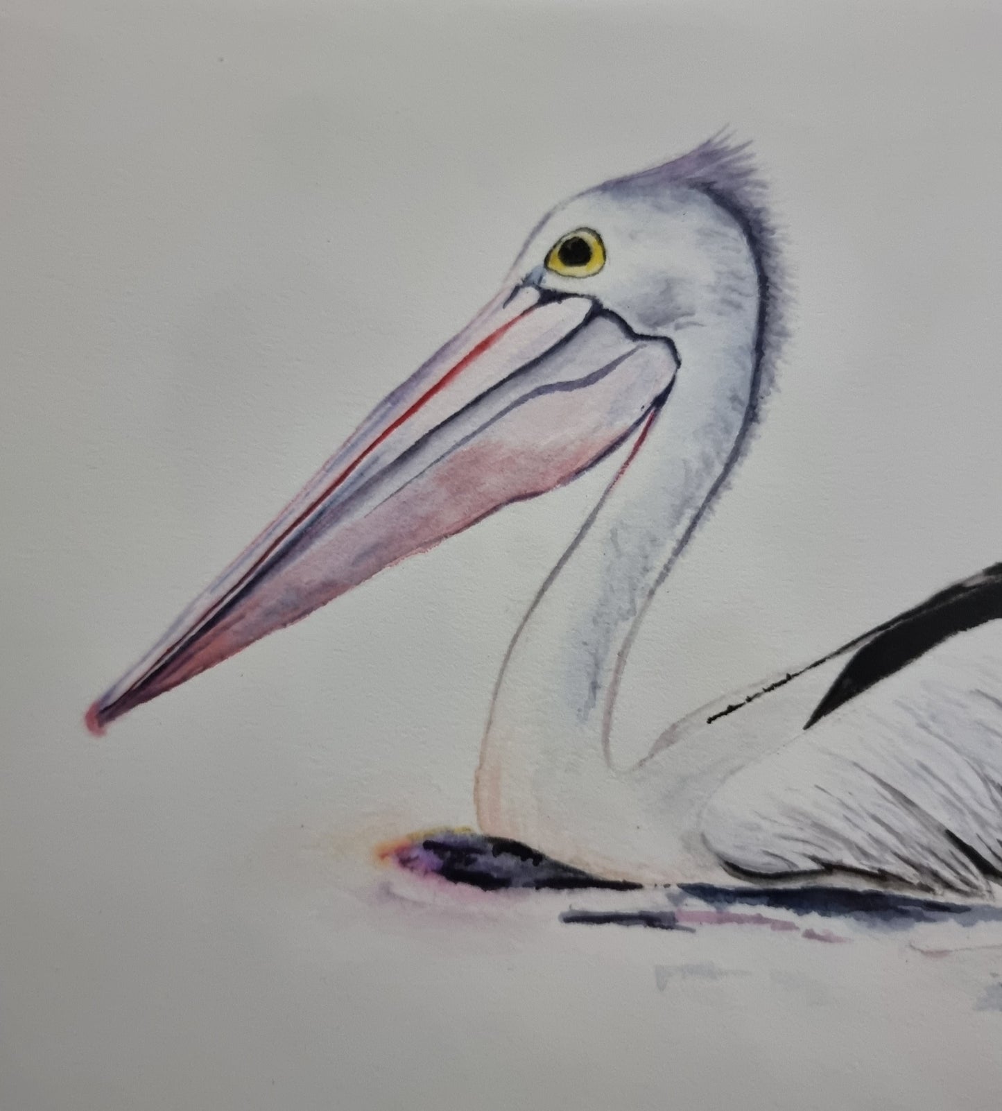 Pelican - Original Watercolour Painting