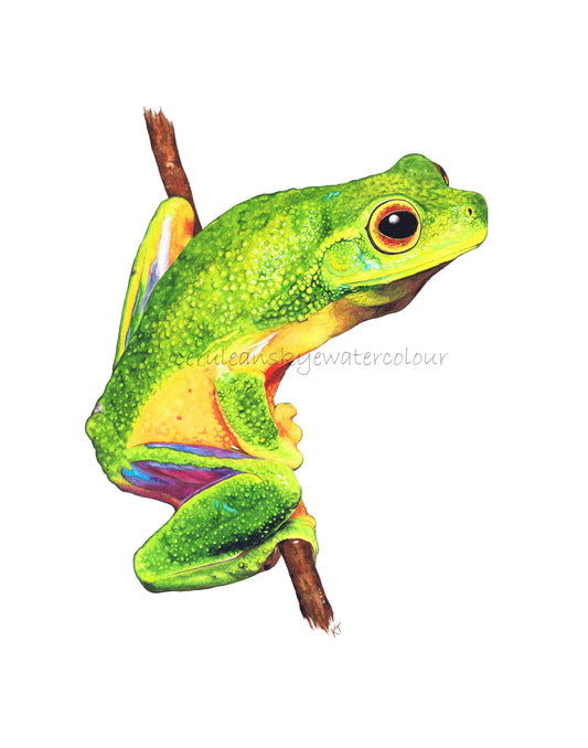Emerald Elegance: Cape York Graceful Treefrog (Fine Art / Giclee Print)