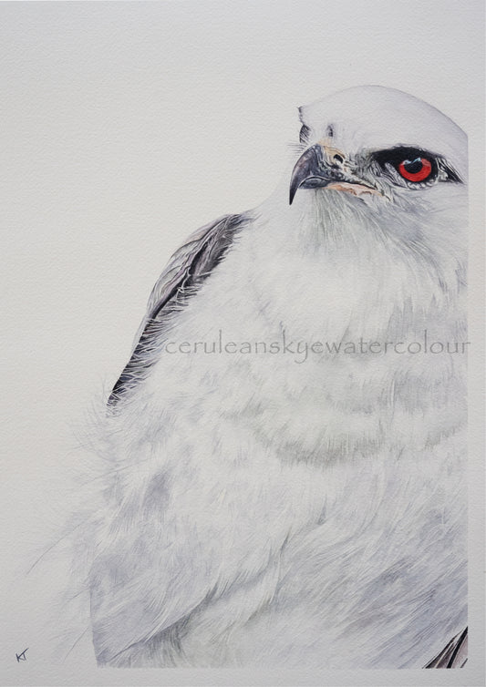 Ethereal Hunter: Black-shouldered kite (Fine Art / Giclee Print)