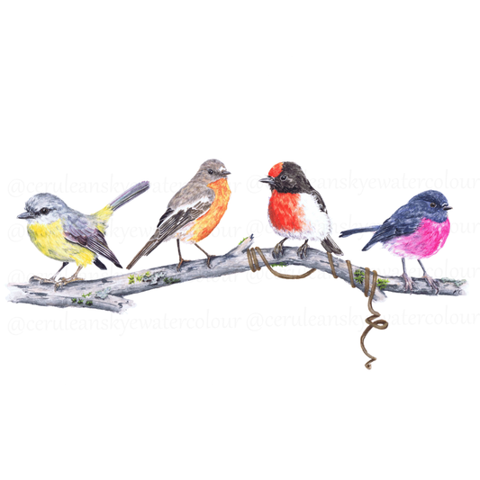 Nature's Melody: Australian Robin Quartet (Fine Art / Giclee Print)