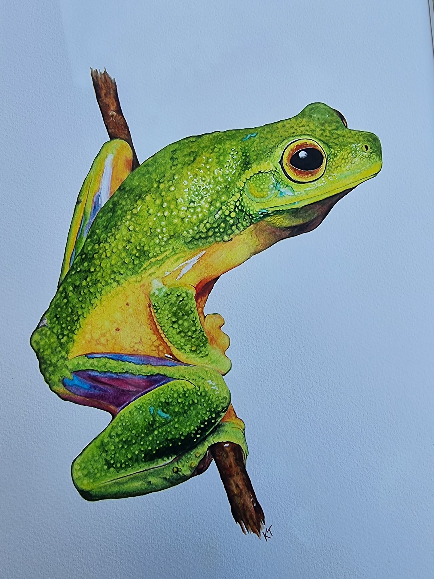 Emerald Elegance: Cape York Graceful Treefrog. Original Watercolour Painting. Framed