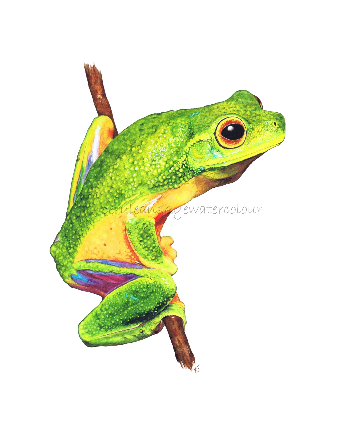 Emerald Elegance: Cape York Graceful Treefrog (Fine Art / Giclee Print)
