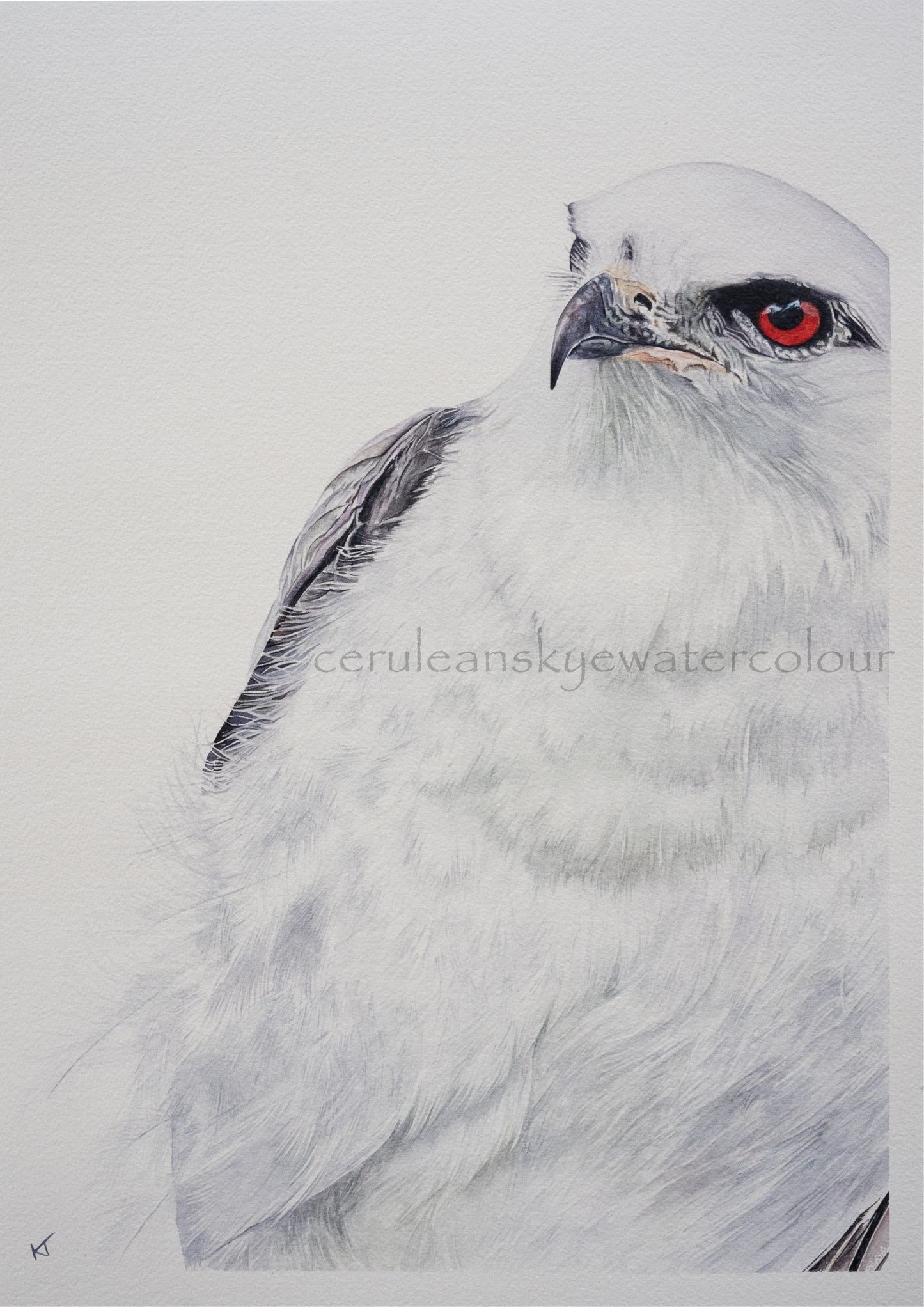 Ethereal Hunter: Black-shouldered Kite. Original Watercolour Painting. Framed