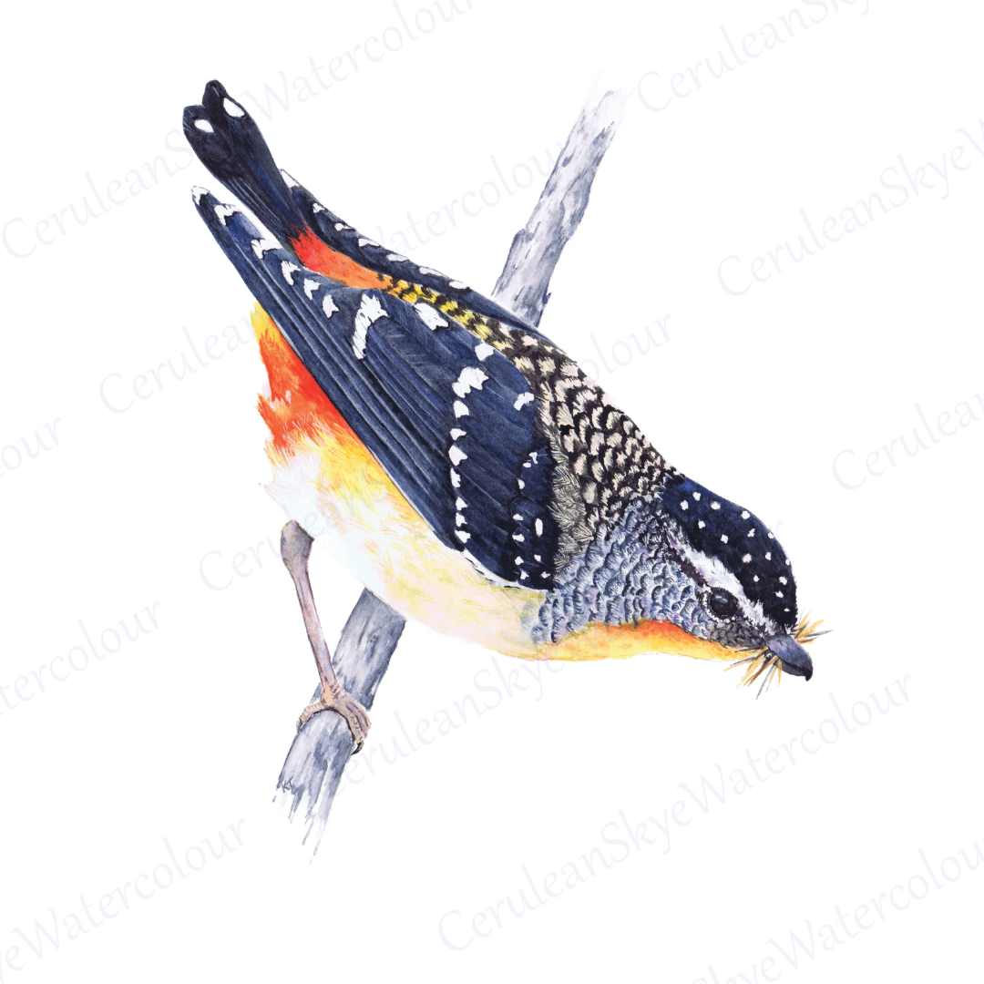 Spotted Splendor: A Pardalote Portrait (Fine Art / Giclee Print)